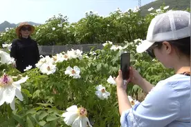陕西旬阳：春色满园润牡丹视频封面