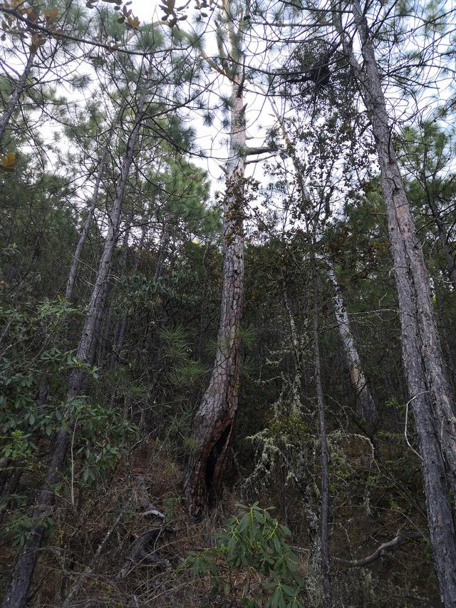 7k7k洛克王国火苗虎（凉山330大火背后世代打火的雅砻江人）