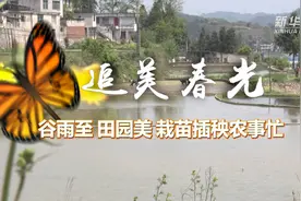 追美春光丨谷雨至 田园美 栽苗插秧农事忙视频封面