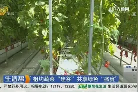 寿光蔬菜博览会开幕！远看像葡萄的樱桃番茄西红柿，你吃过吗？视频封面