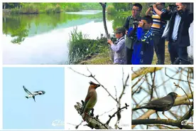 观鸟“大数据”出炉 近80种栖居长广溪 百余种安家梁鸿湿地图片