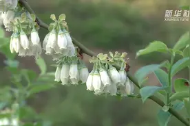 追美春光丨蓝莓花开视频封面
