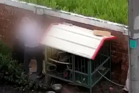 不爱狗为何要养？老人手持木棍疯狂虐打小狗，凄厉惨叫让人揪心