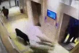 电梯门打开4只大狗突然蹿出，9岁男孩遭追撵，主人竟全程淡定视频封面
