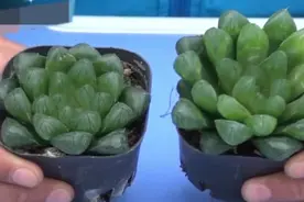 多肉植物玉露为何为徒长？徒长了如何补救？大神来教你视频封面