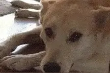 “我家的狗子想要我命！”这些宠物简直要把我牙笑掉了...图片