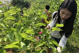 内江东兴区：又到人间四月天 万亩桑果迎客来视频封面