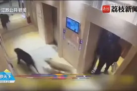 9岁男孩等电梯，电梯门缓缓打开，3条大狗向外猛扑，穷追不舍视频封面