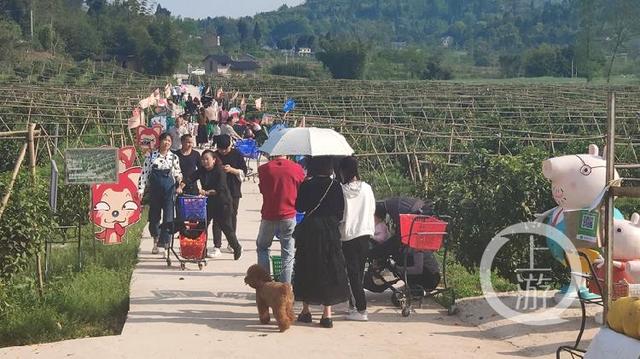 经营农夫果园攻略（90天卖了600万元硕士农夫回归果园种柑橘）