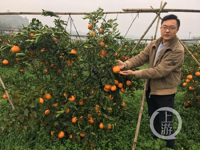 90天卖了600万元！硕士农夫回归果园种柑橘，甘做“新农人”