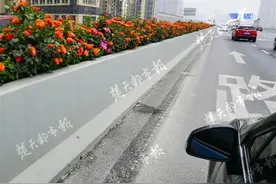 远看似茶花细看是月季，江城娇艳月季绽放出强大气场图片