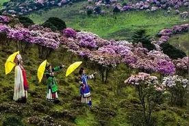 一网打尽“花花世界”，凉山最新赏花指南新鲜出炉！图片