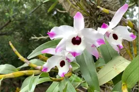 深圳梧桐山上有一个“兰花秘境”，这里1500种兰花陆续开花啦视频封面