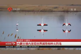 内蒙古境内发现世界濒危物种火烈鸟，三色相间体态优雅，美极了！视频封面