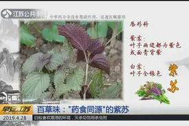 “药食同源”的神奇紫苏，搭配这些常用食材，居然有这么多好处！视频封面