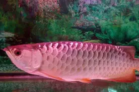 凶猛的食人鱼为何没独霸亚马逊河流？全靠这种水中高压电制约！图片