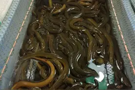 最低气温15度以上野生黄鳝就出洞啦，好吃的阿拉野生黄鳝开吃了！图片
