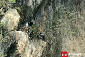 广元唐家河自然保护区首次拍到金雕育雏视频封面