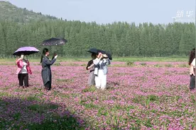 看过来！万亩紫云英盛开啦！视频封面