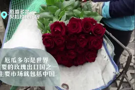 厄瓜多尔玫瑰花 送给中国心上人视频封面