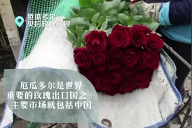 厄瓜多尔玫瑰花 送给中国心上人视频封面