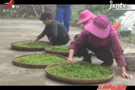 九江：庐山高山云雾茶进入春茶采摘季视频封面