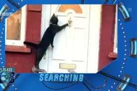 主人，我回来了！绅士黑猫想进家门，乖乖敲门等主人放进屋视频封面