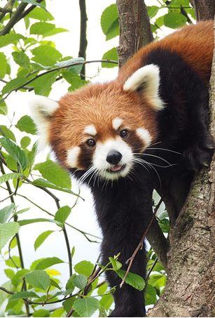 洛克王国暗夜豹神性格（来对号入座你是哪种动物系青年）