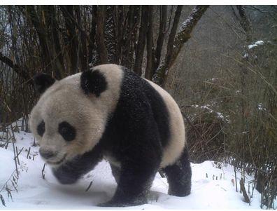 来对号入座！你是哪种动物系青年？