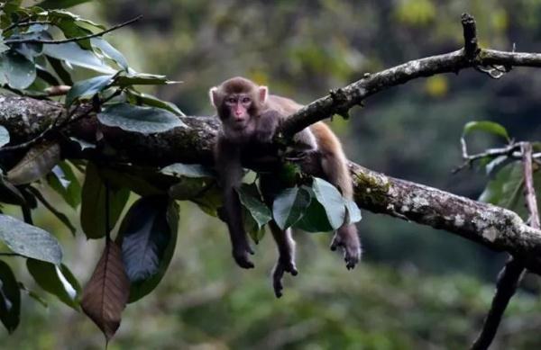 来对号入座！你是哪种动物系青年？