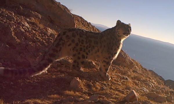 来对号入座！你是哪种动物系青年？