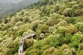 江西乡村“花期”变长了视频封面