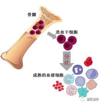 化疗后白细胞低怎么办？