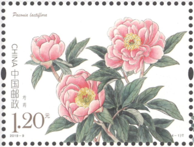 胶花芍药 2026年芍药花有胶汁还能开花吗