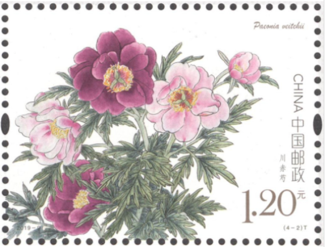 胶花芍药 2026年芍药花有胶汁还能开花吗