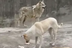 武汉一动物园狗狼同住，园方讲述背后故事：这只狼很宠狗！视频封面