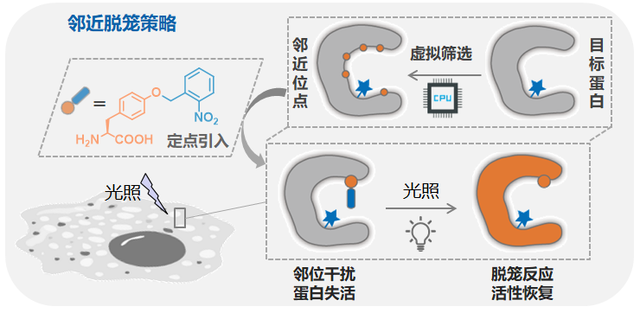 为活细胞蛋白质安装“调控开关” 北大团队在化学生物领域取得新突破