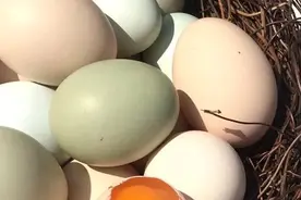 绝对原生态！纯正散养土鸡，只喂五谷杂粮的土鸡蛋，承包你半年的餐桌！图片