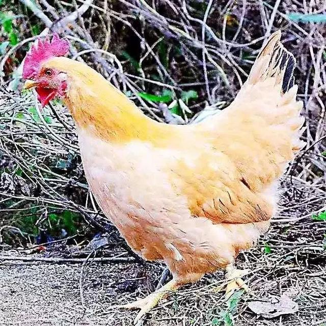 脾胃 花胶 2025年花胶能调理脾胃吗 脾胃 花胶 2025年花胶能调理脾胃吗