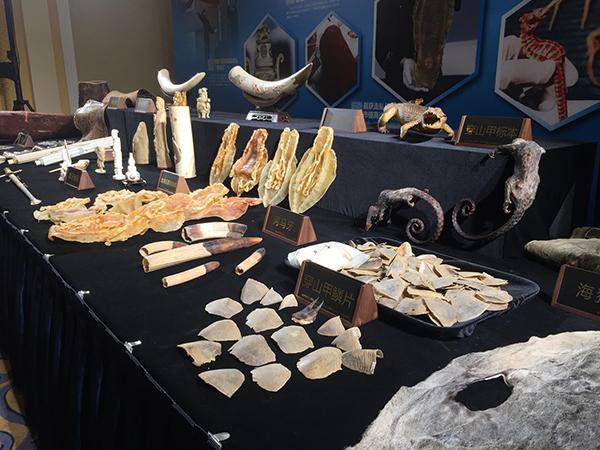 石首鱼鱼鳔图片 2026年石首鱼鱼鳔图片高清