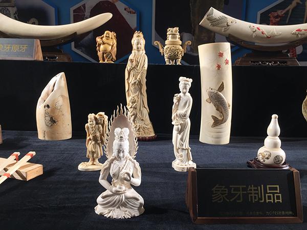 石首鱼鱼鳔图片 2026年石首鱼鱼鳔图片高清