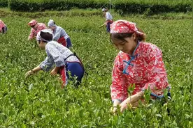 新茶飘香！生态茶园采茶忙视频封面