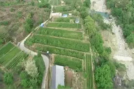 南茶北移：太行深处有茶香视频封面