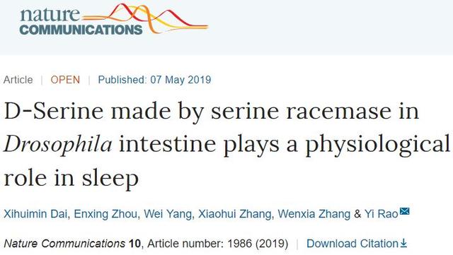 《自然》最新研究：饶毅实验室发现“睡眠新分子”，肠上皮产生特殊氨基酸调控睡眠