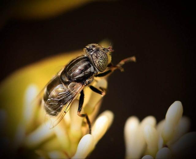 《自然》最新研究：饶毅实验室发现“睡眠新分子”，肠上皮产生特殊氨基酸调控睡眠