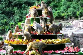 太行猕猴喜迎猴宝 猴妈妈带娃乐享水果盛宴图片