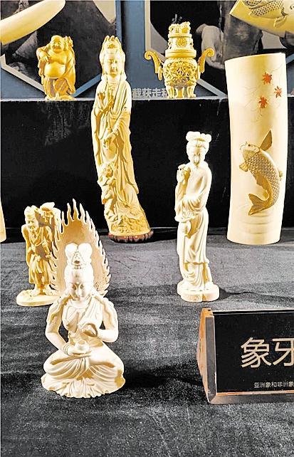 世界哪里的花胶便宜 2025年世界哪里的花胶便宜一点