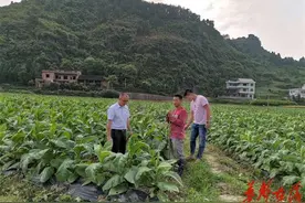 巡田乡四个“狠抓”助力烤烟高质高产图片