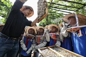 密云打造中国森林蜜蜂小镇 将推蜜蜂保护科普游图片