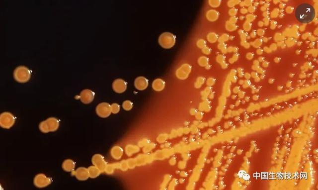 Nature重磅！第一个完全合成且彻底改变DNA密码的生物诞生了